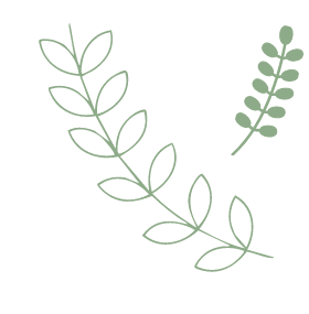 植物のイラスト